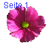 Seite 1